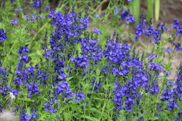 Obraz premium Flower Bed Of Blue, U of A Botanic Gardens, Devon, Alberta