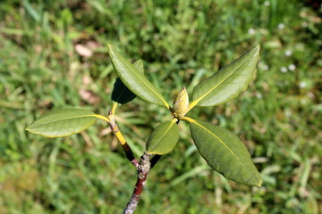 Rhododendron bud with thick green leaves on dense green grass background on warm sunny spring day