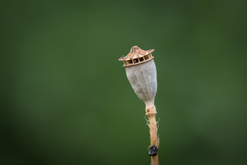 Small poppy capsule in front of green background