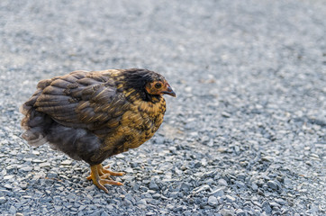 Obraz premium Close up of the little chick on the ground.