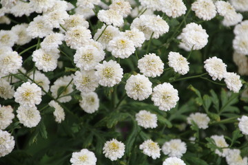 White Ground Cover, U of A Botanic Gardens, Devon, Alberta