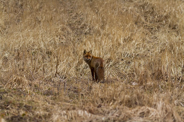 Fox