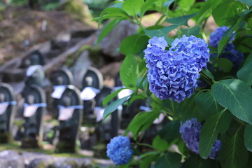 アジサイと地蔵