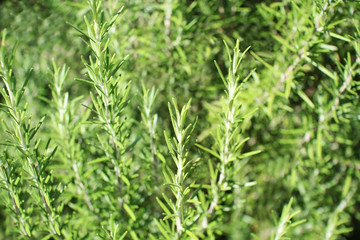 Obraz premium ローズマリー・ハーブ