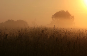 Fototapeta na wymiar misty dawn in the field