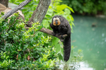 white faced Saki has spotted something of interest