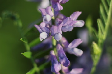 Fototapeta premium wildflowers close - up on blurred natural background