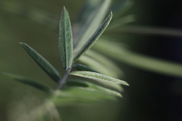 a twig with green leaves on a blurred background close-up