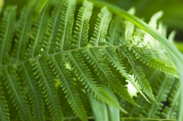 Fern leaf with water drops close-up