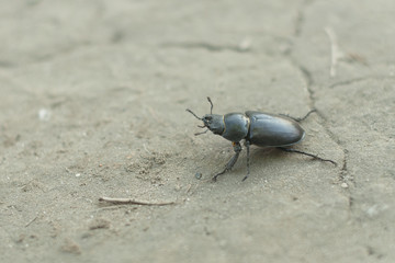 Female stag beetle macro - Lucanus cervus