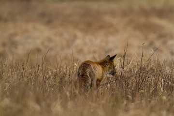 Fox from behind