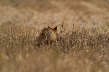 Fox from behind