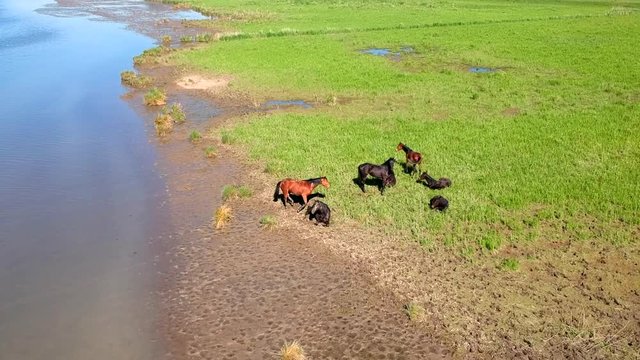 Drone footage from national park the Biesbosch. This beautiful nature reserve has a lot of flora and fauna. The park is situated in the province of North-Brabant in the Netherlands.
