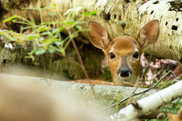 Cute whitetail fawn laying down in woods