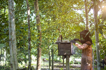  Asian man beekeeper in orange protection suit getting out a honeycomb from a beehive with bees swarming around in the fruit tree garden, Thailand.