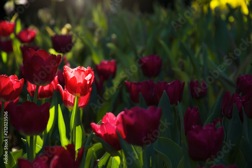 Pink White Tulips Field With Sun Light And Lens Flare With