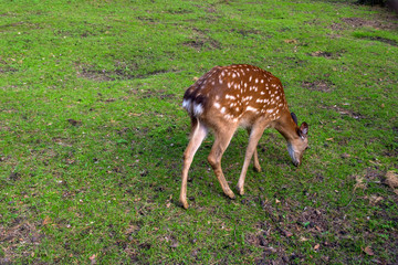 Naklejka na ściany i meble A wild deer of a female runs around the green grass and eat it on a sunny clear day