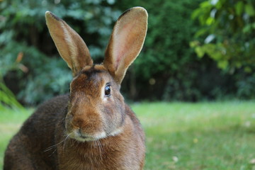 bunny