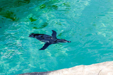 The little gumboldt penguin floats alone in blue water on a sunny bright day. Penguin.