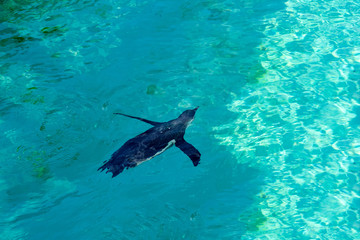 The little gumboldt penguin floats alone in blue water on a sunny bright day. Penguin.