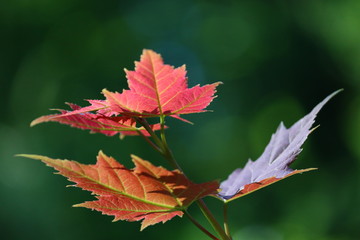 red maple leaf 