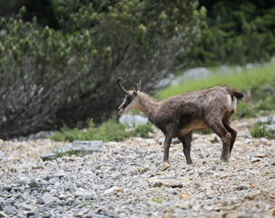 chamois with little horns in the mountains in summer