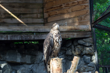 The golden eagle berkut sits on a tree in a strict pose and looks away 