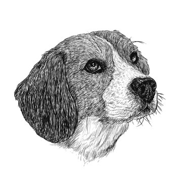 beagle hand drawn