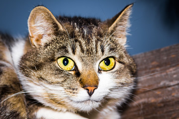 the cat lies on a wooden surface