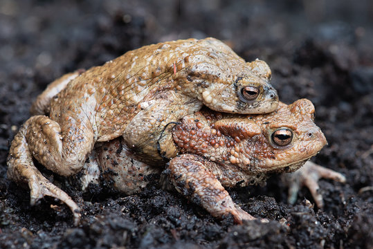 a pair of common toads copulating on soil with one on the back of the other