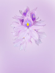 Water hyacinth flower with copy space. pink flowers on purple background.