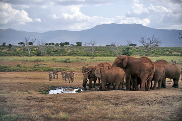 Fototapeta premium Elephants in the Tsavo National Park in Kenya