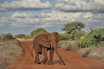 Landscapes of the Kenyan savannah