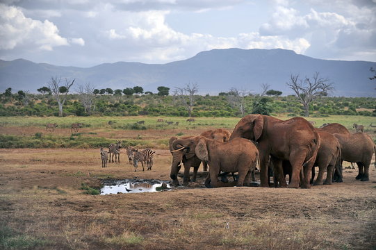 Elephants In The Tsavo National Park In Kenya