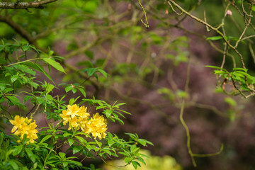 Yellow azalea flowers on a tree