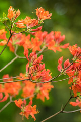 Fototapeta premium Red and orange azalea flowers