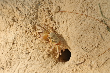 Crab near its hole on the shore of the Indian Ocean