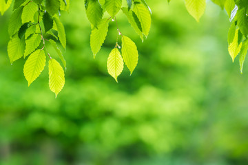 Fototapeta na wymiar Backlit green leaves overlay background