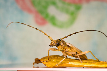 Male brown deep mountain oak wood borer longhorn beetle (Coleoptera: Cerambycidae: Cerambycinae: Cerambycini: Massicus scapulatus) isolated with colourful background