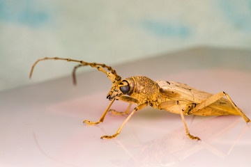 Male brown deep mountain oak wood borer longhorn beetle (Coleoptera: Cerambycidae: Cerambycinae: Cerambycini: Massicus scapulatus) isolated with colourful background