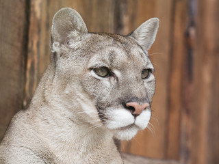 Obraz premium Puma is resting in the afternoon.