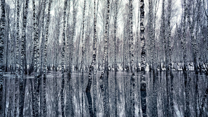 Obraz premium Reflection of birch trees in water unusual frame