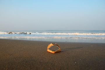 Obraz premium dead fish on the beach
