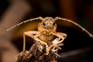 Extreme zoom close up of male brown Deep mountain oak wood borer longhorn beetle (Coleoptera: Cerambycidae: Cerambycinae: Cerambycini: Massicus scapulatus) isolated with dark black background