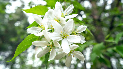 White flowers on the tree