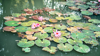 water lilies in the swamp