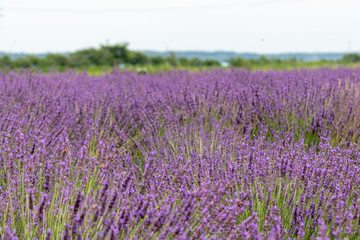 Sakura lavender land in Sakura city, Chiba prefecture, Japan