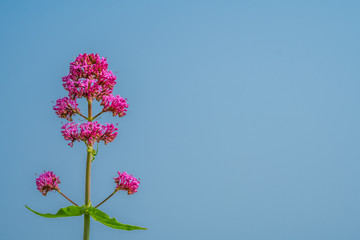 Pink flower with blue sky background