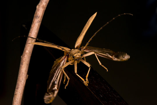 รูปภาพMassicus – เลือกดูภาพถ่ายสต็อก เวกเตอร์ และวิดีโอ64 | Adobe Stock