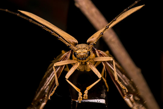 Male brown Deep mountain oak wood borer longhorn beetle (Cerambycidae: Massicus scapulatus) hardened forewings raised, hindwings unfolding, ready to fly with dark background creating X Shape and mark